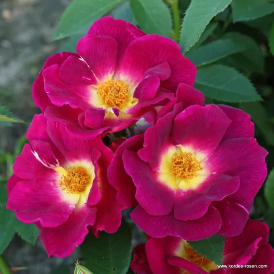 Růže Weg der Sinne