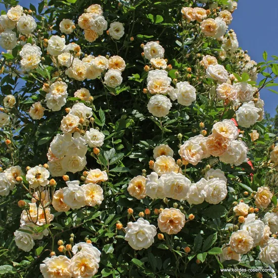 Růže Ghislaine de Féligonde