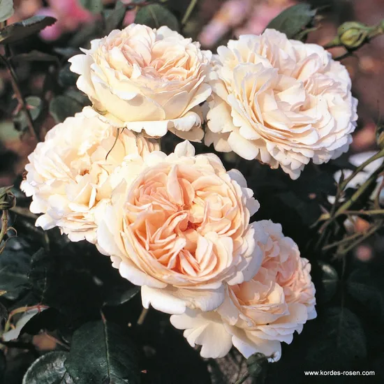 Růže Sebastian KNEIPP