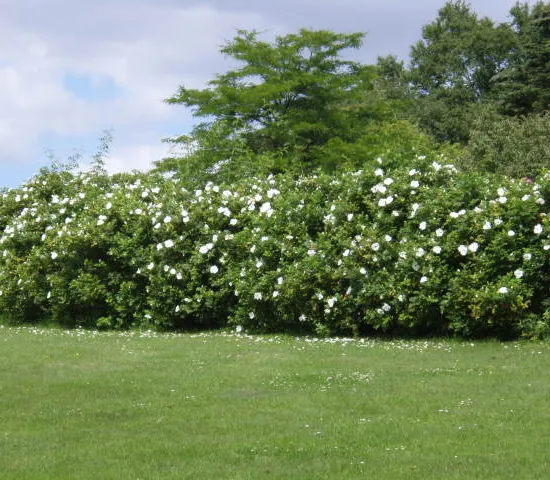Růže Rugosa Alba