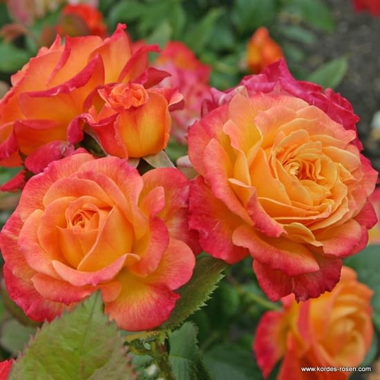 Růže Gartenspass