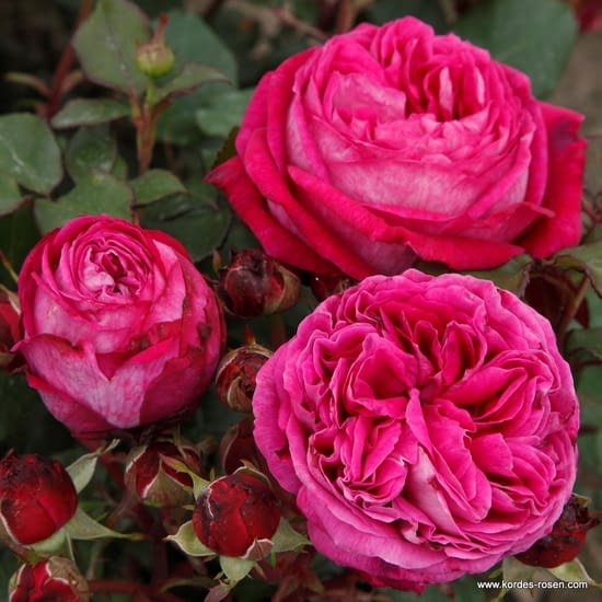 Růže Freifrau Caroline