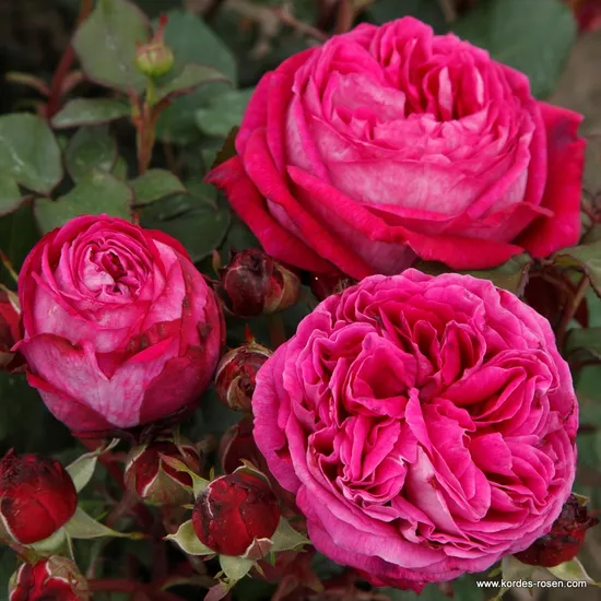 Růže Freifrau Caroline