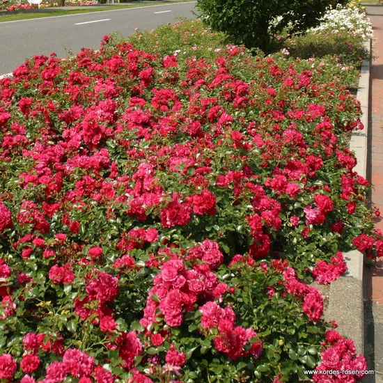 Růže Gärtnerfreude