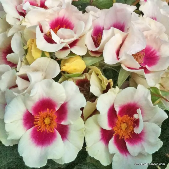 Růže SEE YOU in purple