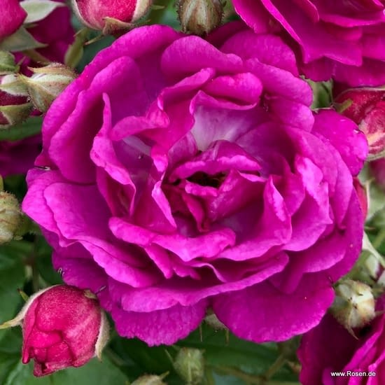 Růže Purple Siluetta
