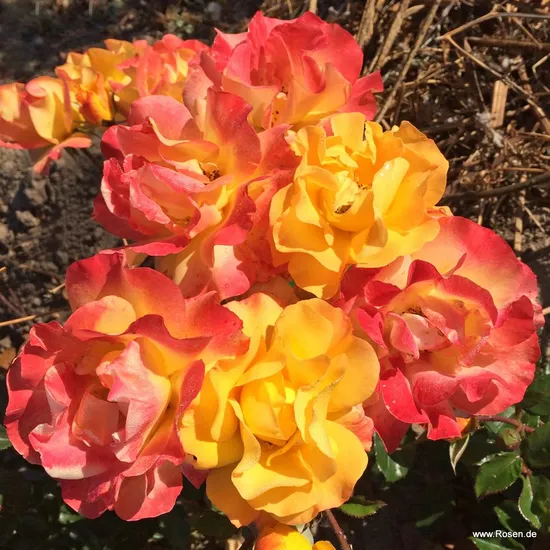 Růže Bright Smiles