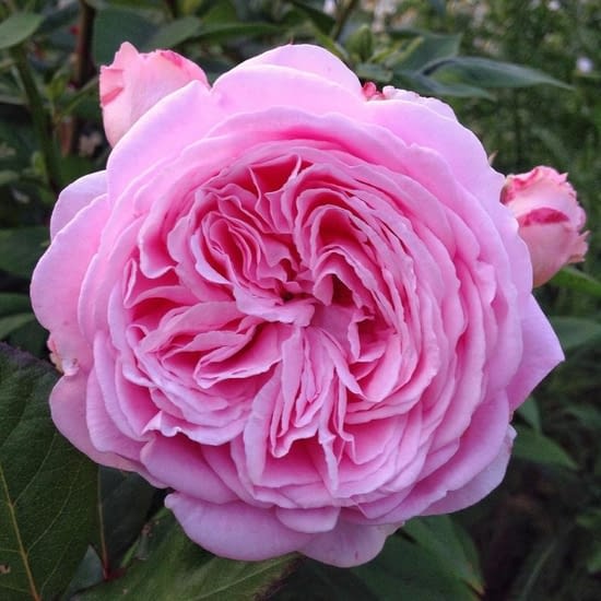 Růže Rosengräfin Marie Henriette