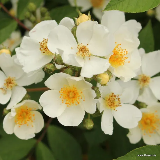 Růže Natura Siluetta