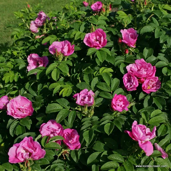 Růže Pink Roadrunner