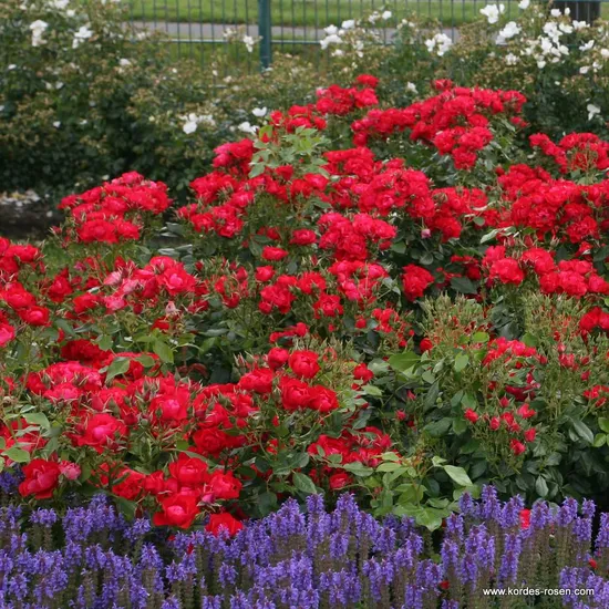 Růže Black Forest Rose