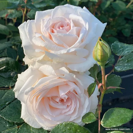 Růže Gräfin Elke zu Rantzau