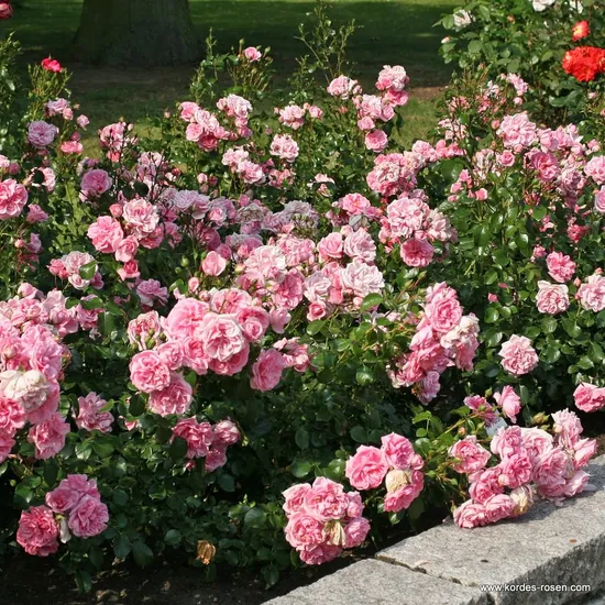 Růže Home and Garden