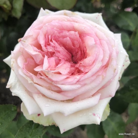 Růže Meine Rose