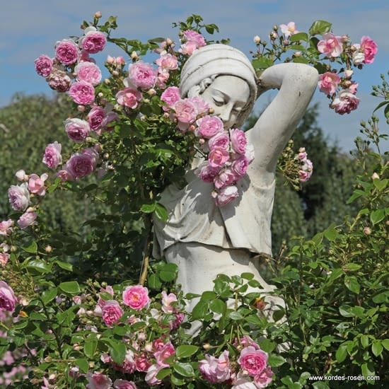 Růže Jasmina