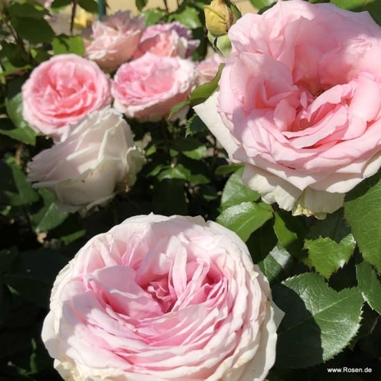 Růže Meine Rose