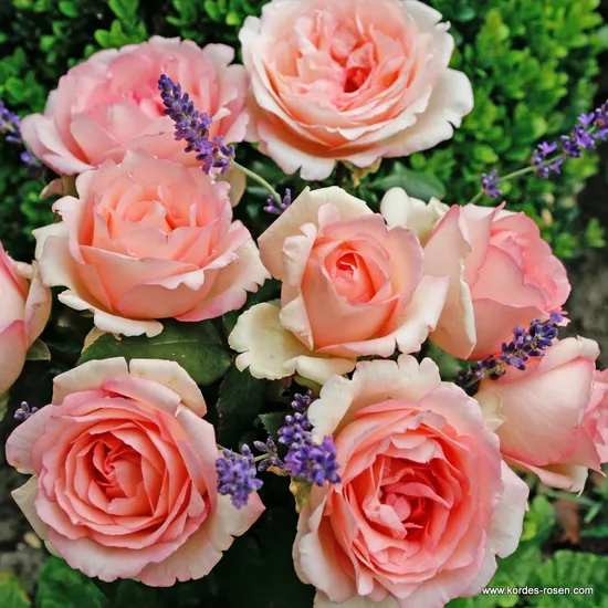 Růže Souvenir de Baden Baden