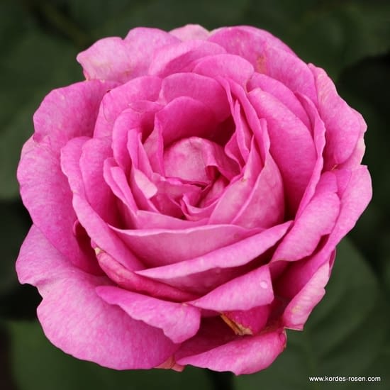 Růže Carmen Würth