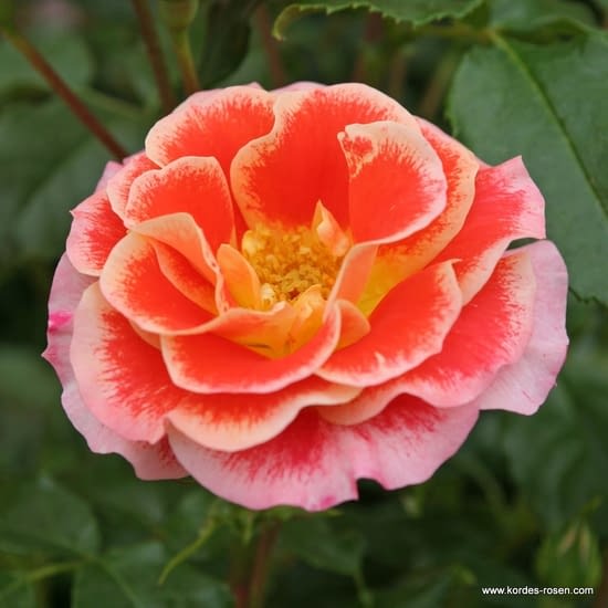 Růže Airbrush