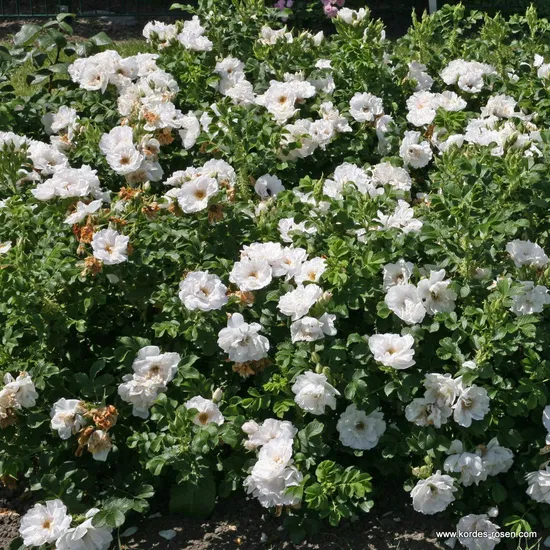 Růže White Roadrunner