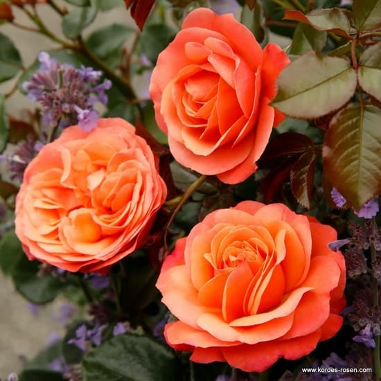 Růže Coral Lions-Rose