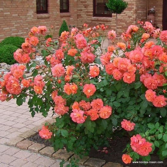 Růže Westerland