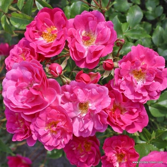 Růže Pink Emely