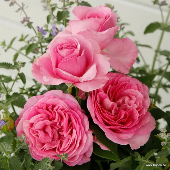 Růže Königin Marie