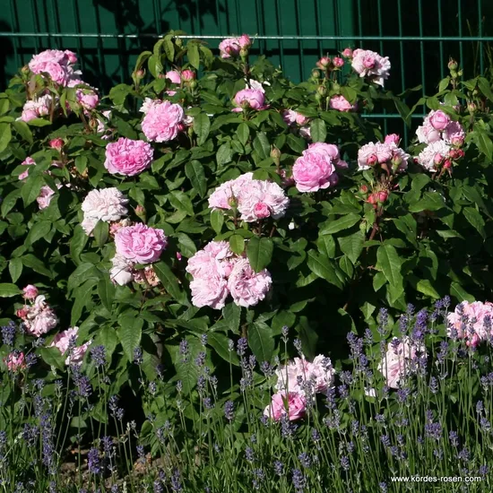 Růže Jacques Cartier