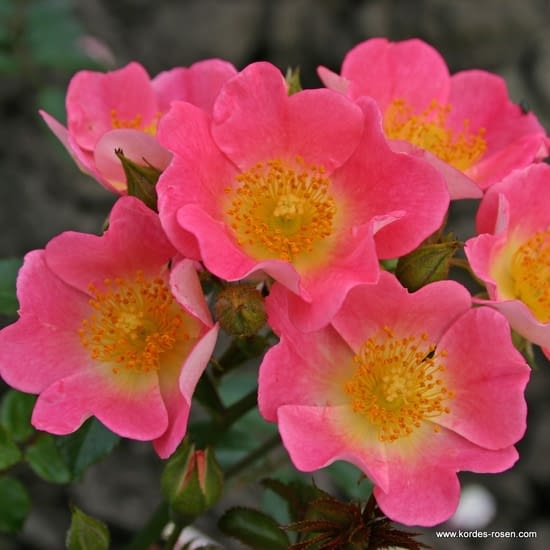 Růže Topolina