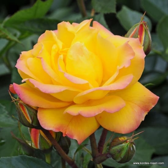 Růže Goldmarie 82