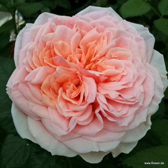 Růže Amorosa