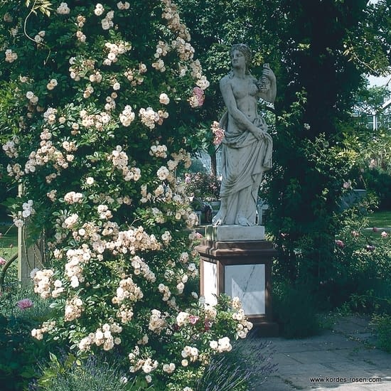 Růže Ghislaine de Féligonde