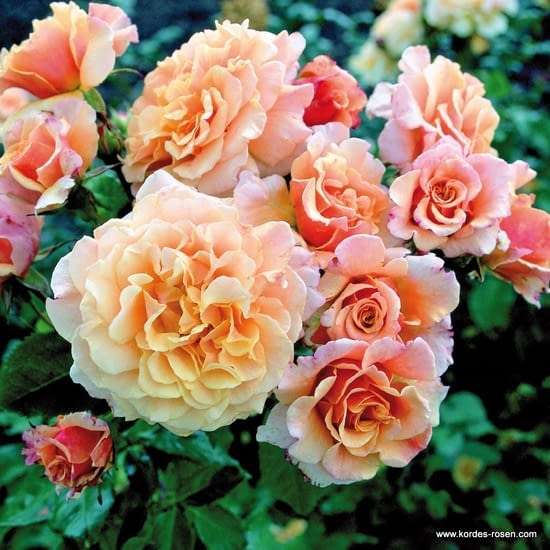 Růže Caramella