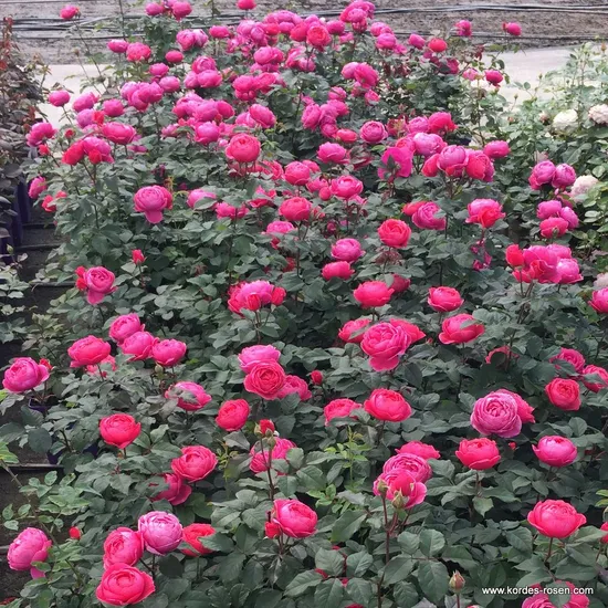 Růže Gartenprinzessin Marie-José