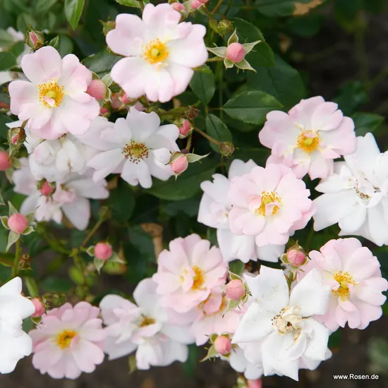 Růže Sternenhimmel