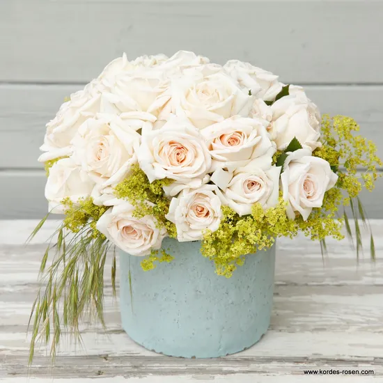 Růže Gräfin Elke zu Rantzau