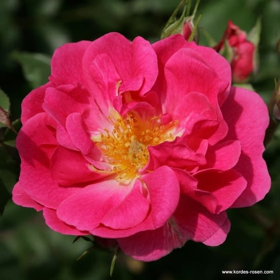 Růže Pink Emely