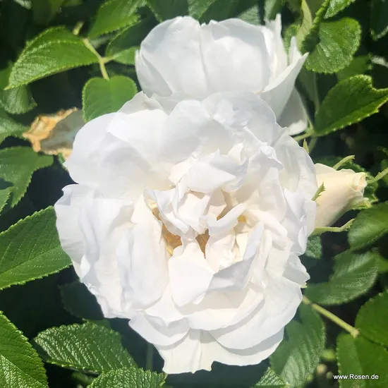 Růže Frozen Roadrunner