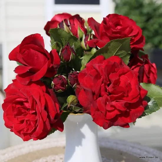 Růže Royal Red