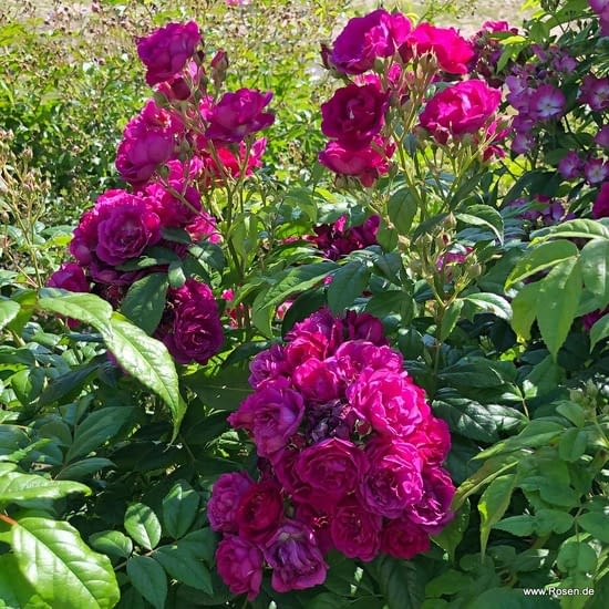 Růže Purple Siluetta