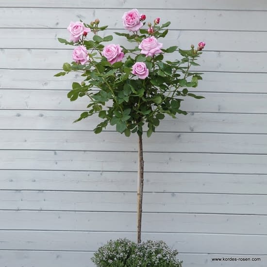 Růže Rosengräfin Marie Henriette