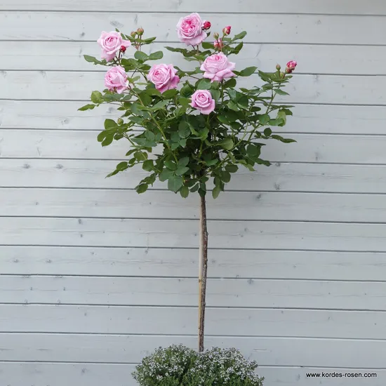 Růže Rosengräfin Marie Henriette