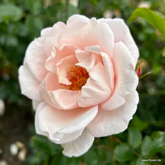 Růže Zelmani's Dream