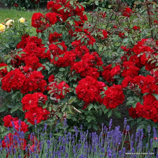Růže Roter Korsar