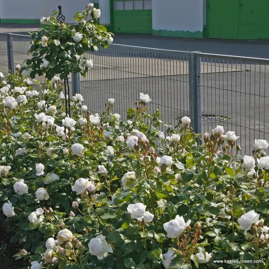 Růže Herzogin Christiana