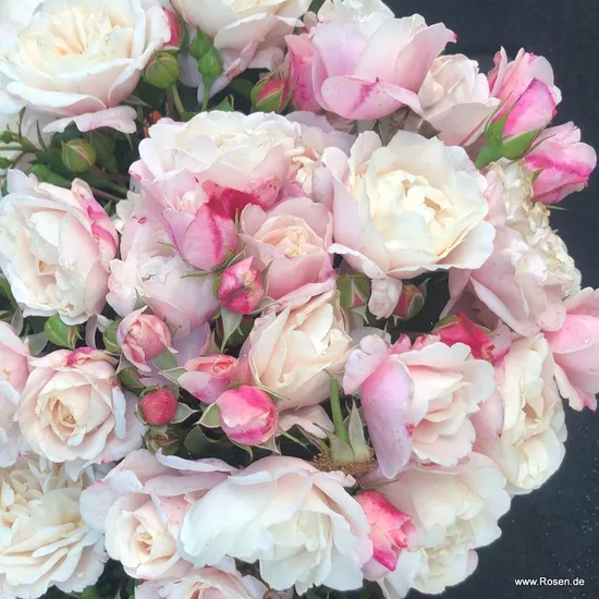 Růže Zelmani's Dream