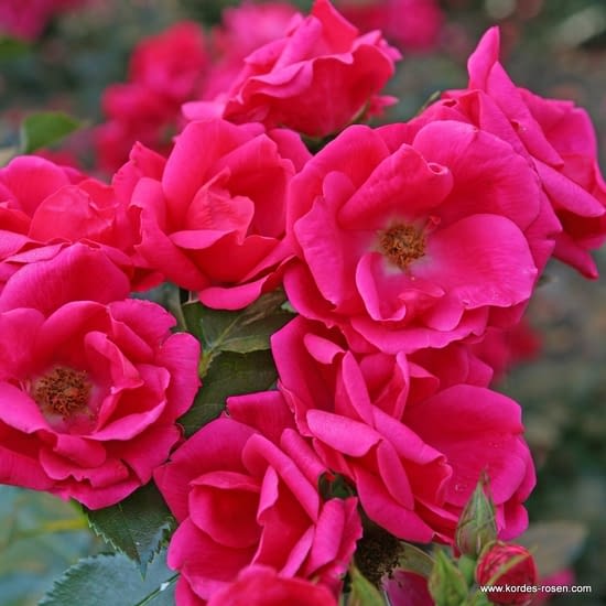 Růže Gartenfreund