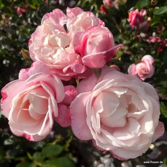 Růže Zelmani's Dream