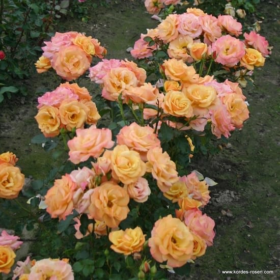 Růže Lusatia